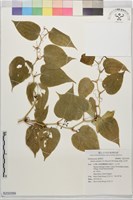 海島土茯苓藏品圖，第1張