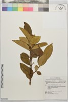 革葉羊角扭、細脈榖木藏品圖，第1張