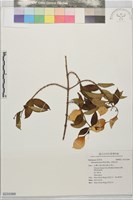 玉葉金花藏品圖，第1張