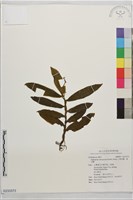倒吊蘭、黃吊蘭藏品圖，第1張