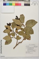 蘭嶼肉桂藏品圖，第1張