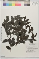 蘭嶼柿藏品圖，第1張