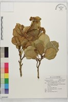 呂宋毛蕊木藏品圖，第1張