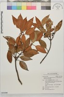 金新木薑子藏品圖，第1張