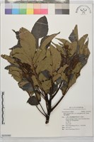 羅氏鹽膚木藏品圖，第1張