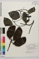 蘭嶼血藤藏品圖，第1張