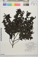 蘭嶼柿藏品圖，第1張