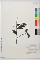 蘭嶼柿藏品圖，第1張