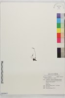 小毛氈苔藏品圖，第1張