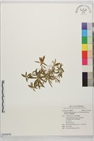 臺灣龍膽藏品圖，第1張