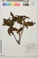 狹葉莢迷藏品圖，第1張