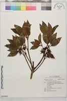白花八角藏品圖，第1張