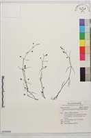 蘊璋耳草藏品圖，第1張