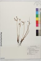 畦畔莎草藏品圖，第1張