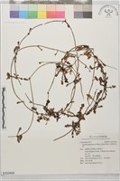 匐莖栓果菊藏品圖，第1張