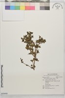 六月雪藏品圖，第1張