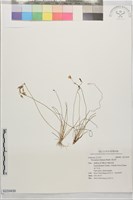 異蕊草藏品圖，第1張