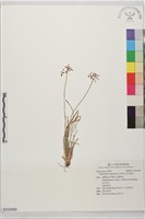 登錄號:S233455藏品圖，第1張