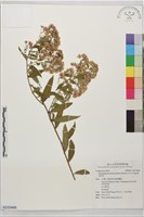 蓬萊油菊藏品圖，第1張