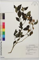 長花九頭獅子草、山藍藏品圖，第1張
