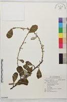 宜梧藏品圖，第1張