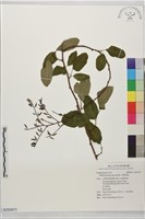 台灣魚藤藏品圖，第1張