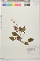 田代氏鼠尾草藏品圖，第1張