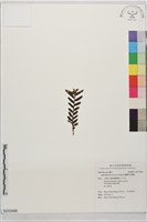 蘭嶼竹節蘭藏品圖，第1張