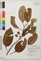 球果肉豆蔻、菲律賓肉豆蔻、紅頭肉豆蔻藏品圖，第1張