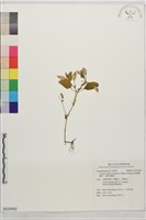 紫萼蝴蝶草、長梗花蜈蚣藏品圖，第1張