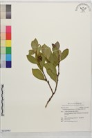 恆春山茶藏品圖，第1張