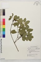 武威新木薑子藏品圖，第1張