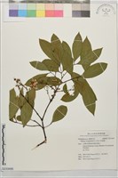 猿尾藤藏品圖，第1張