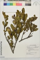 南仁山柃木藏品圖，第1張