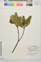大頭茶藏品圖，第1張