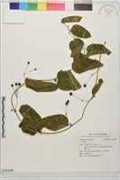 登錄號:S233498藏品圖，第1張