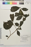 台灣山茶藏品圖，第1張