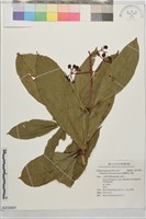 臺灣野牡丹藤藏品圖，第1張