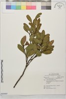 恆春山茶藏品圖，第1張