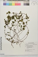 細齒水蛇麻藏品圖，第1張