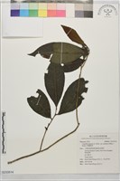 阿薩姆茶藏品圖，第1張