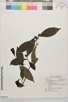 阿薩姆茶藏品圖，第1張