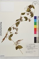 蘭嶼鷗蔓藏品圖，第1張