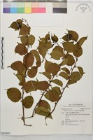 亞洲濱棗藏品圖，第1張