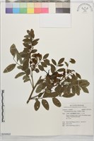菲律賓火筒樹藏品圖，第1張