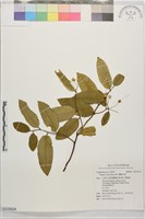 蘭嶼山柑藏品圖，第1張