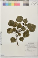 圓葉血桐藏品圖，第1張