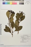 密脈赤楠藏品圖，第1張