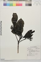 茜木藏品圖，第1張