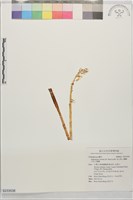 高士佛上鬚蘭、泛亞上鬚蘭藏品圖，第1張